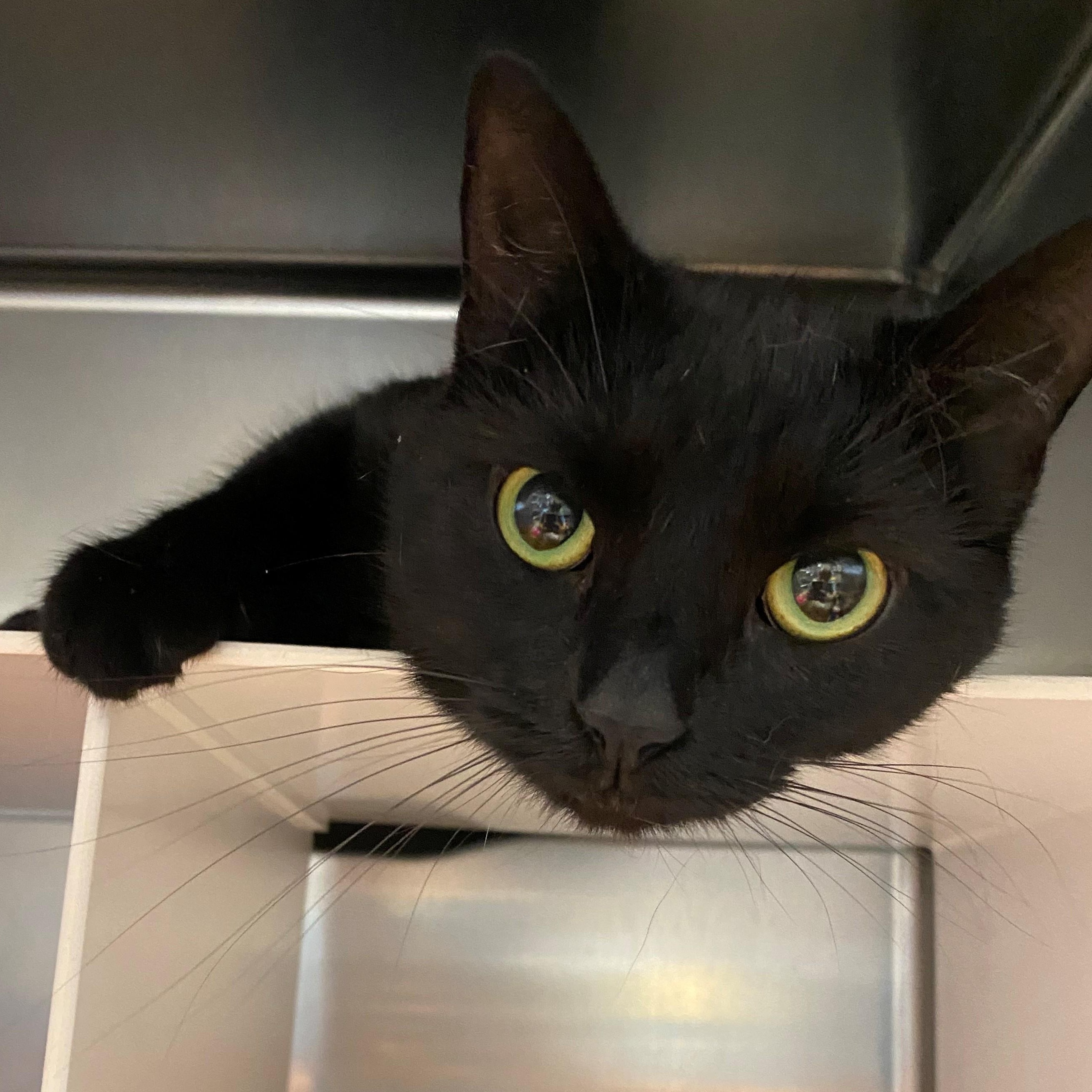 Enlarge Ninja, a Adoptable Domestic Short Hair in Edinburg, VA image 2/2