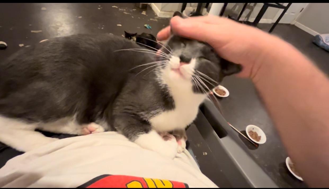 Johan, Adoptable, Adult Male Domestic Short Hair.