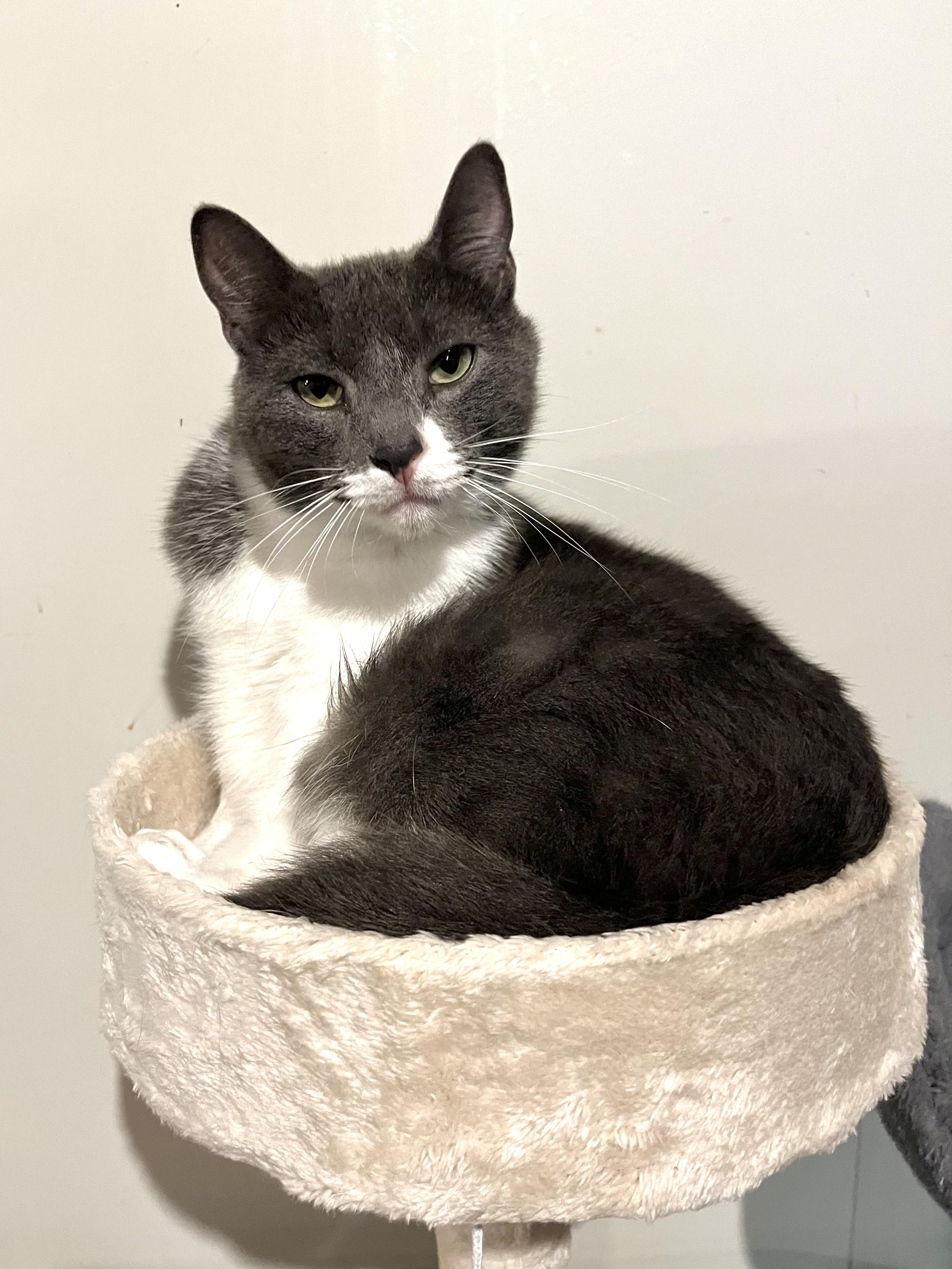 Enlarge Johan, a Adoptable mixed breed in Pinson, AL image 2/6