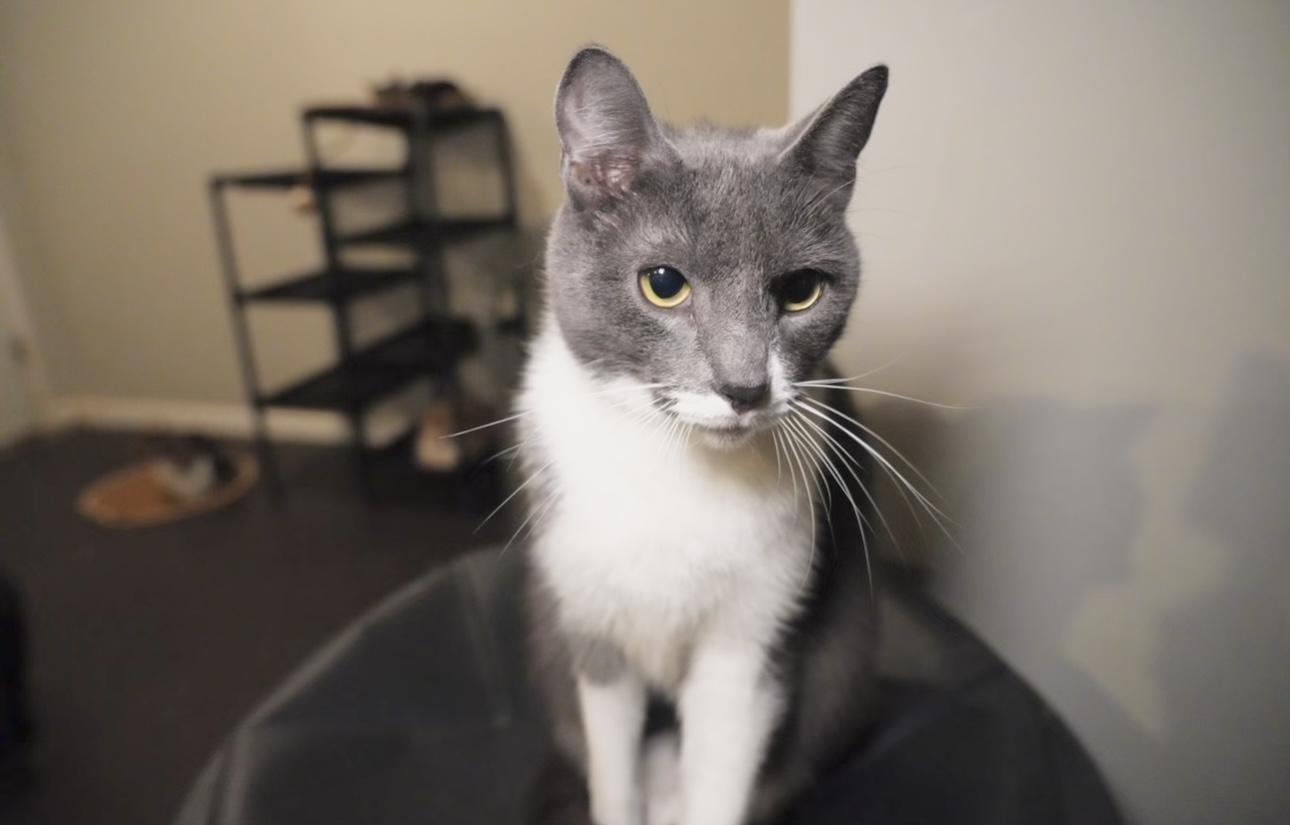 Enlarge Johan, a Adoptable mixed breed in Pinson, AL image 4/6