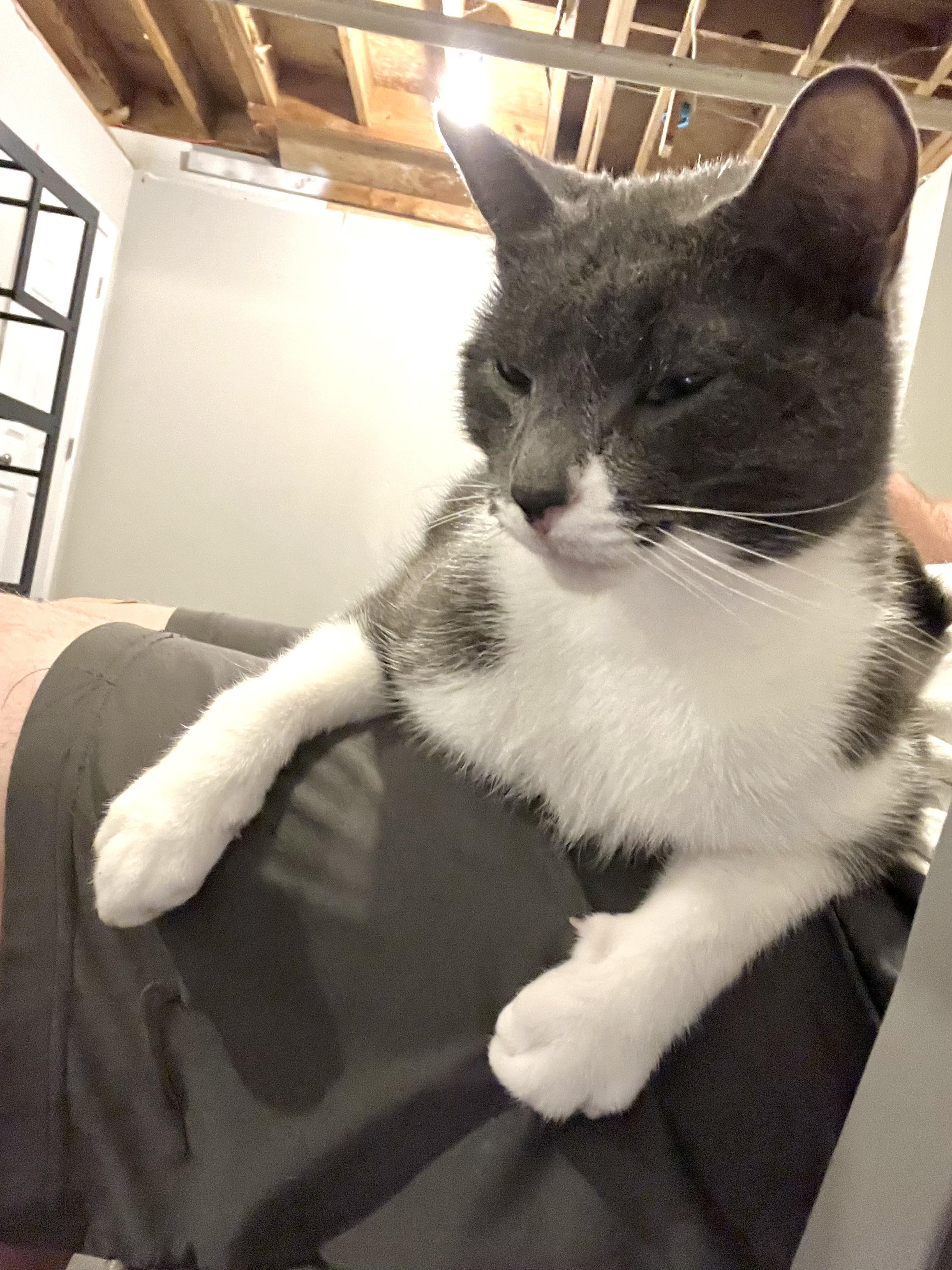 Johan, Adoptable, Adult Male Domestic Short Hair.