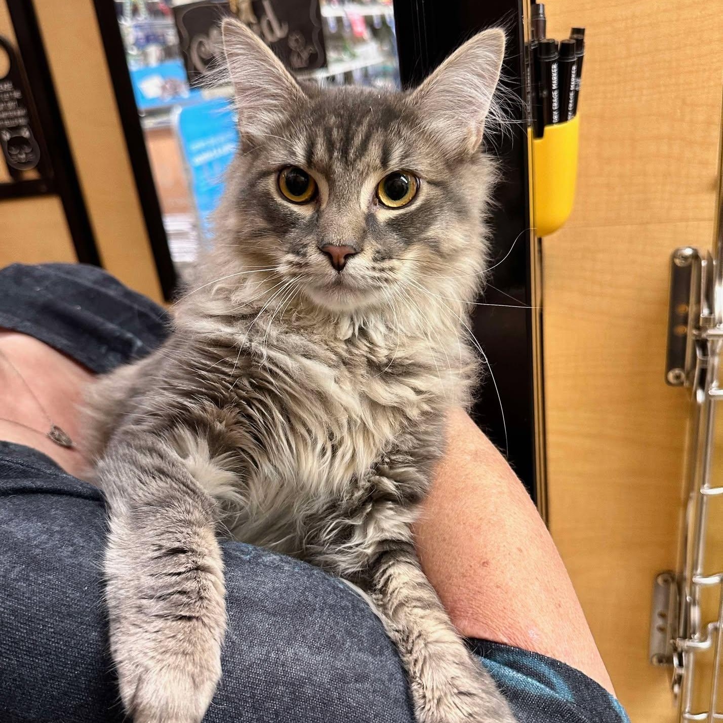 Jax, Adoptable, Kitten Male Domestic Medium Hair.