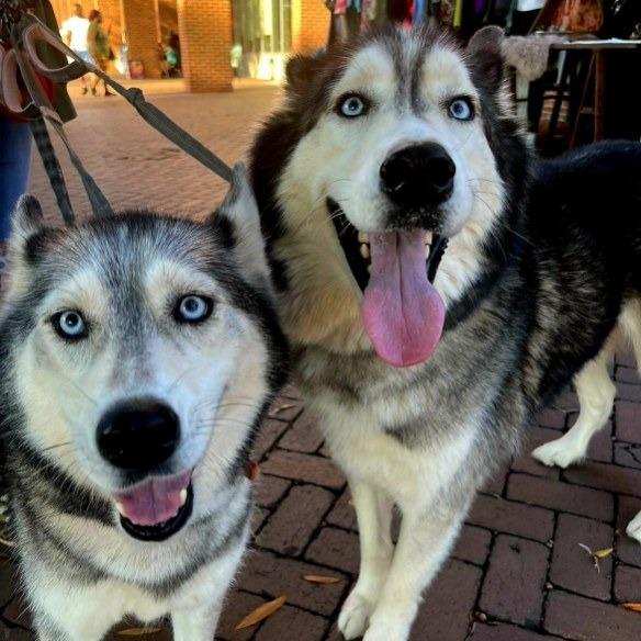 Simba, Adoptable, Senior Male Siberian Husky.
