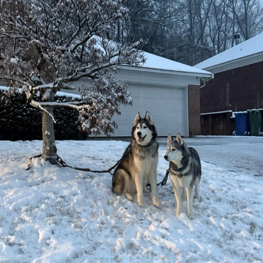 Enlarge Simba, a Adoptable Siberian Husky in Columbus, GA image 2/2