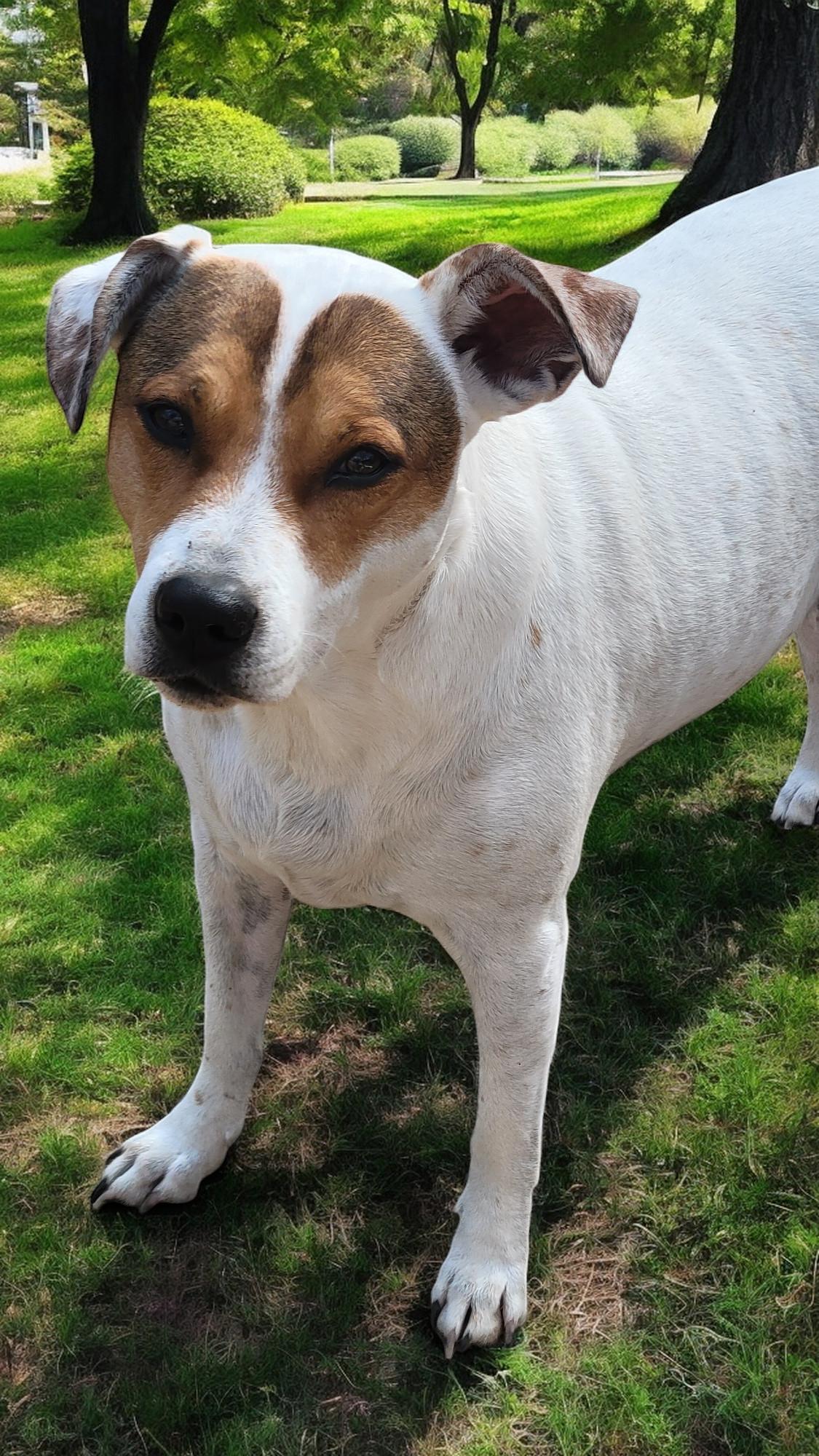 Stormy Australian Cattle Dog / Blue Heeler Dog