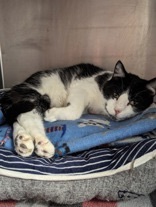 Daniel, an adopted Domestic Short Hair in Valley Falls, KS_image-1