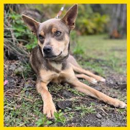 Dingo, a Adoptable Mixed Breed in Volcano, HI image 2/5