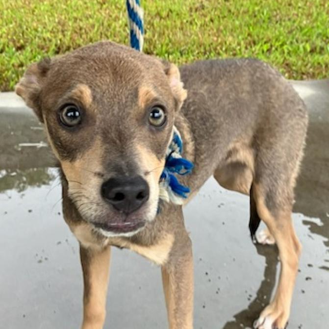 Dingo, a Adoptable Mixed Breed in Volcano, HI image 3/5