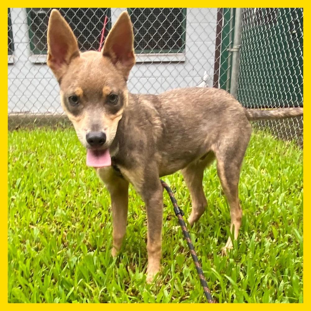Dingo, a Adoptable Mixed Breed in Volcano, HI image 4/5