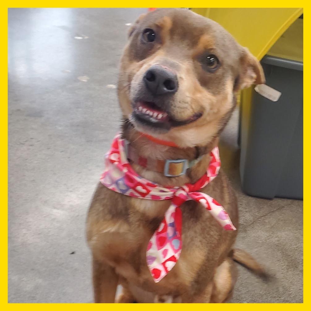 Dingo, a Adoptable Mixed Breed in Volcano, HI image 5/5