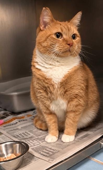 Obie photo