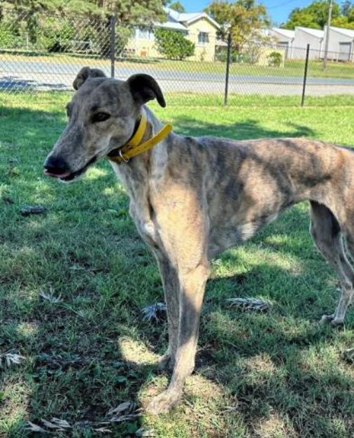 Zipping Astrid (Astrid), Adoptable, Adult Female Greyhound.