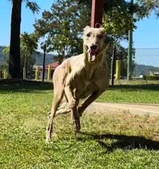 Enlarge Zipping Astrid (Astrid), a Adoptable Greyhound in Tarpon Springs, FL image 2/3