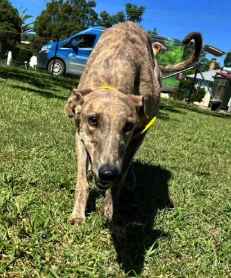Enlarge Zipping Astrid (Astrid), a Adoptable Greyhound in Tarpon Springs, FL image 3/3