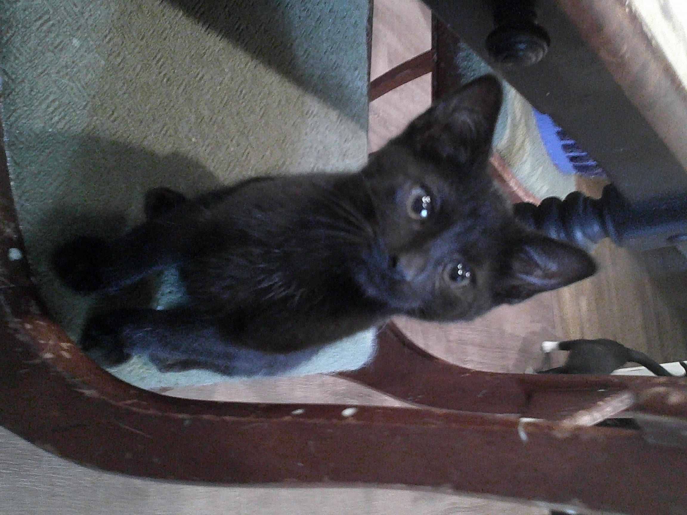 Snickers