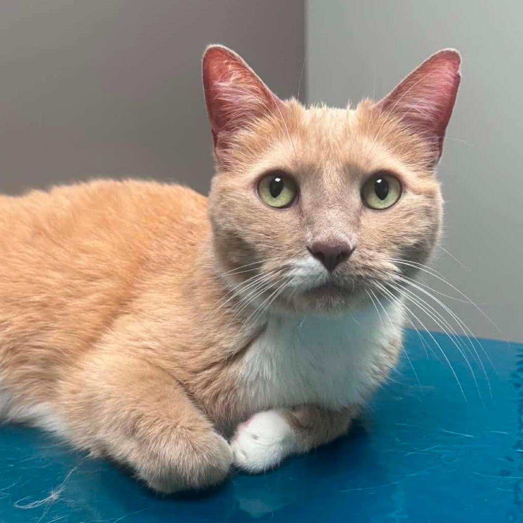 Alex, Adoptable, Senior Male Domestic Short Hair.