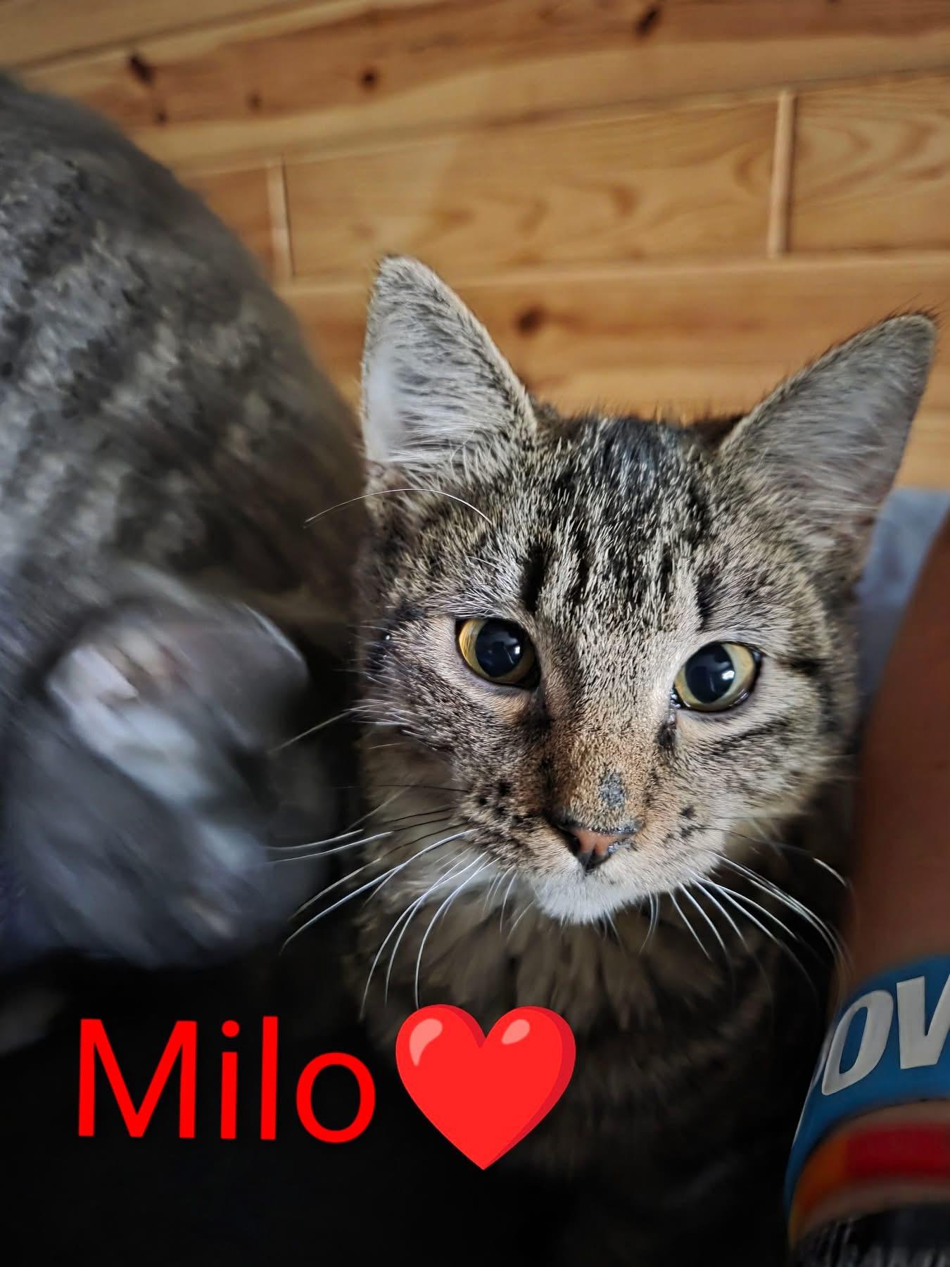 Enlarge Milo, a ADOPTABLE Domestic Short Hair in Manhattan, KS image 1/1