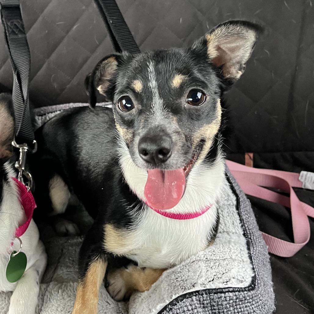 Empress, a Adoptable mixed breed in Ashland, OR image 1/3