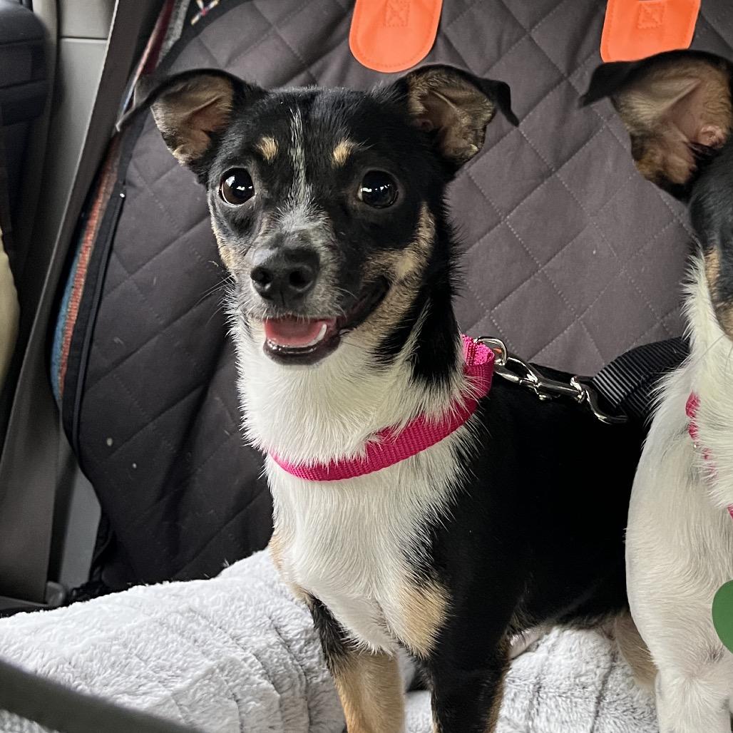 Empress, a Adoptable mixed breed in Ashland, OR image 3/3