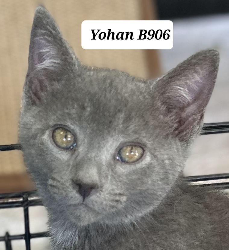 Enlarge Yohan, a ADOPTABLE Domestic Short Hair in Morganton, NC image 1/1