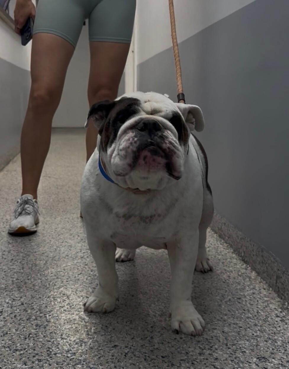 Bubba, Adoptable, Adult Male English Bulldog.