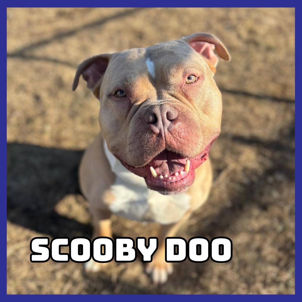 Scooby Doo, Adoptable, Adult Male Pit Bull Terrier.