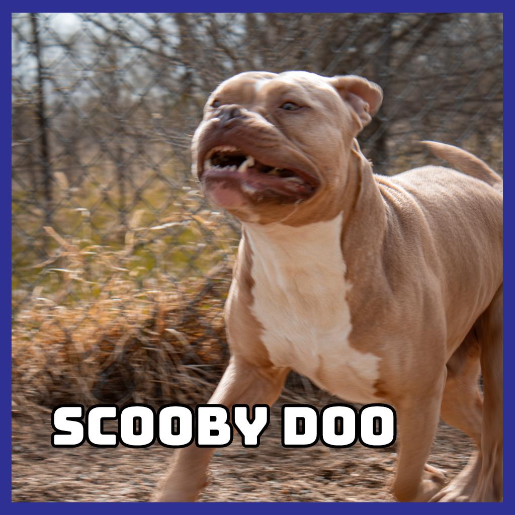 Enlarge Scooby Doo, a Adoptable Pit Bull Terrier in Glenwood, MN image 2/6