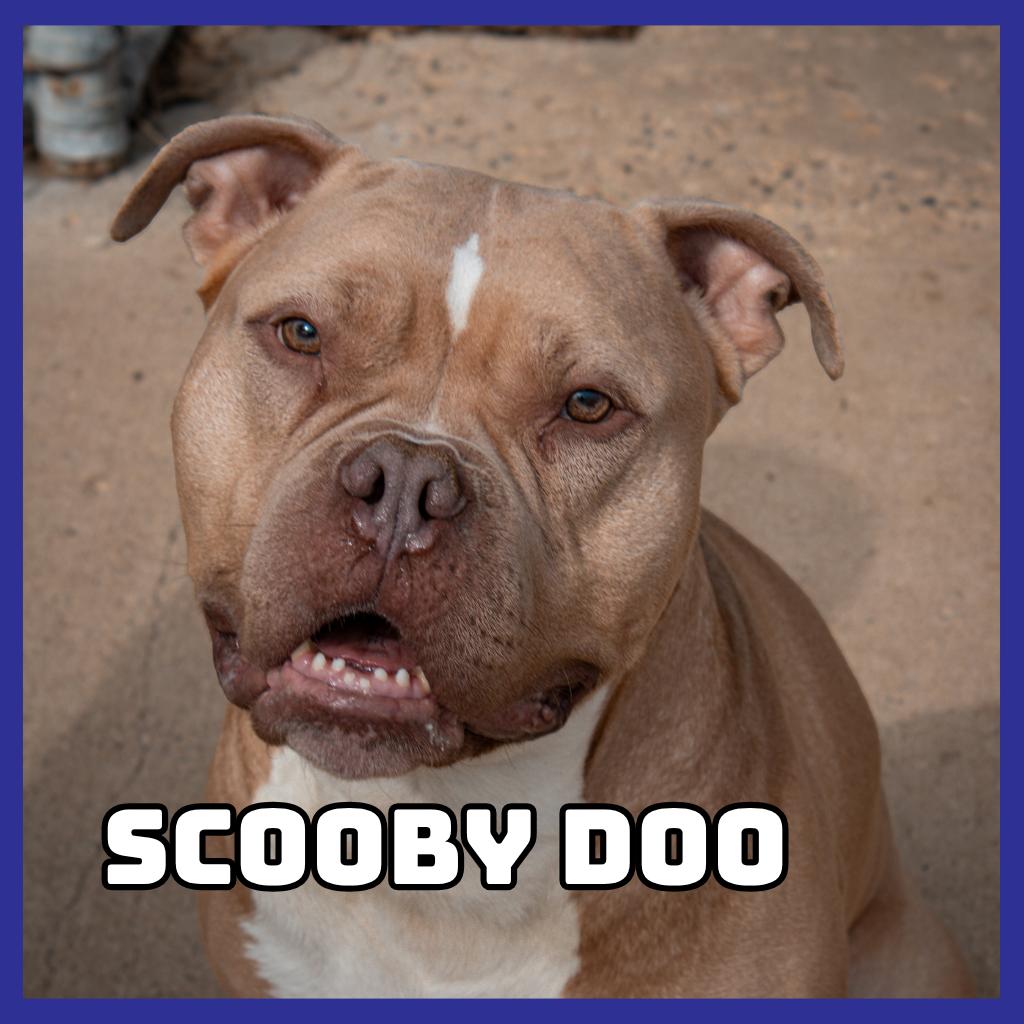 Enlarge Scooby Doo, a Adoptable Pit Bull Terrier in Glenwood, MN image 3/6