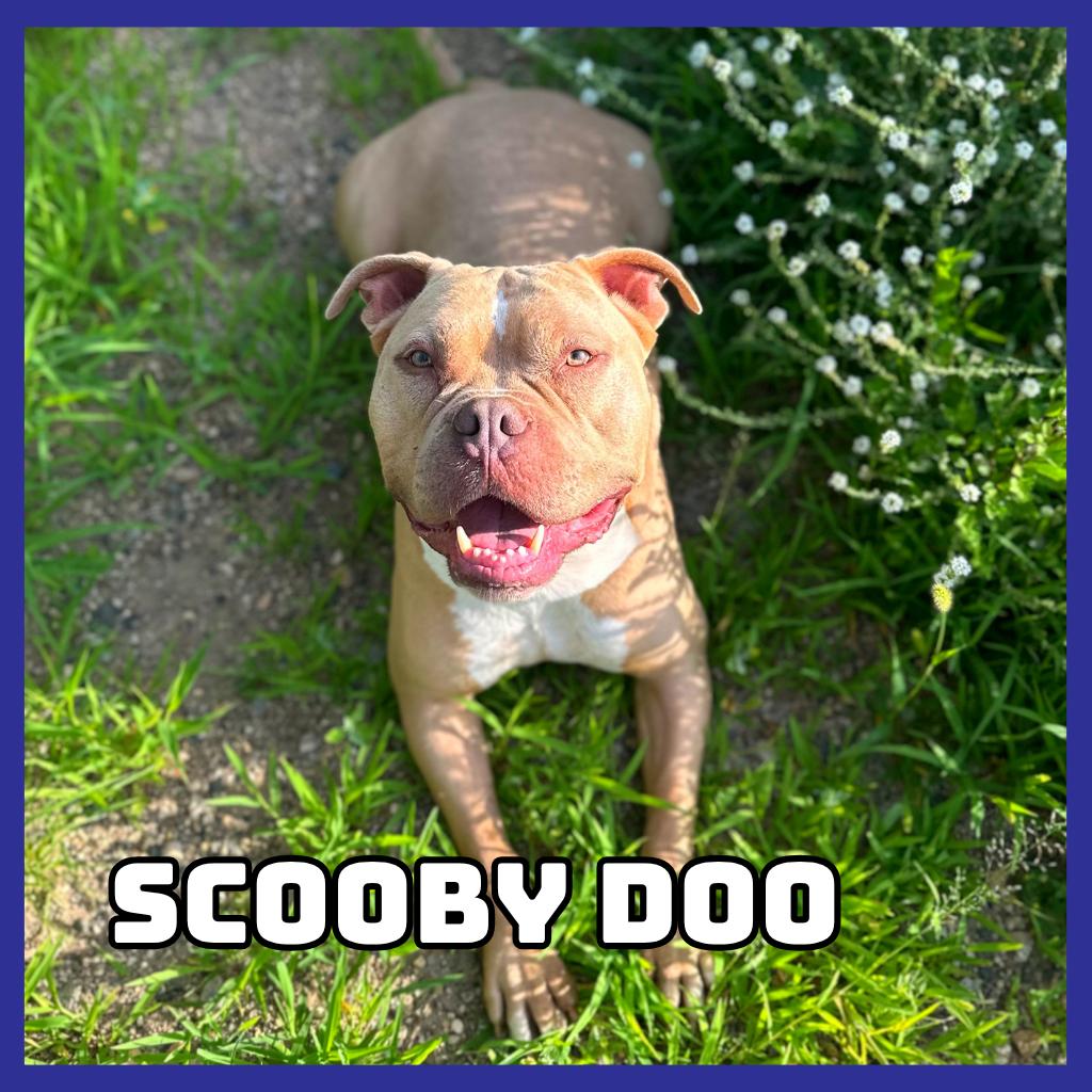 Enlarge Scooby Doo, a Adoptable Pit Bull Terrier in Glenwood, MN image 4/6