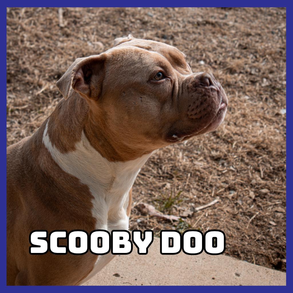 Enlarge Scooby Doo, a Adoptable Pit Bull Terrier in Glenwood, MN image 5/6