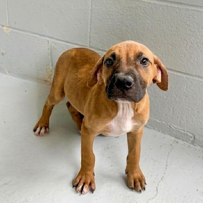 Tyler, a ADOPTABLE Mixed Breed in Temple, TX image 2/2