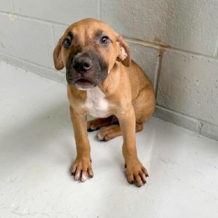 Tyler, ADOPTABLE, Puppy Male Mixed Breed.