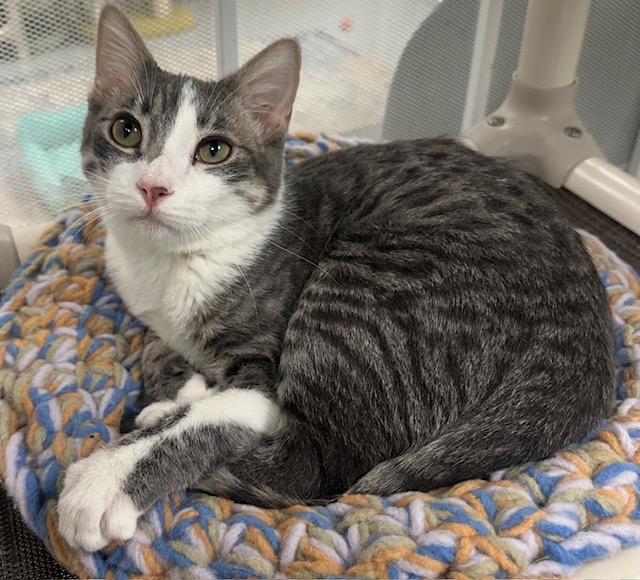 Fig, Adoptable, Young Male Tabby.