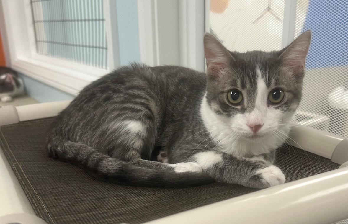 Enlarge Fig, a Adoptable Tabby in West Hills, CA image 2/3