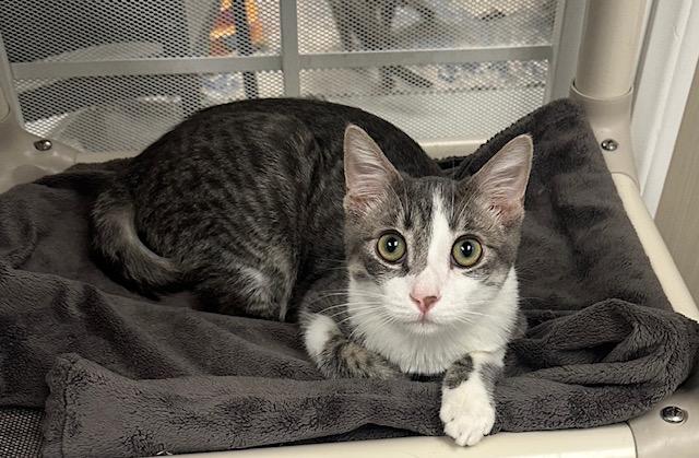 Enlarge Fig, a Adoptable Tabby in West Hills, CA image 3/3