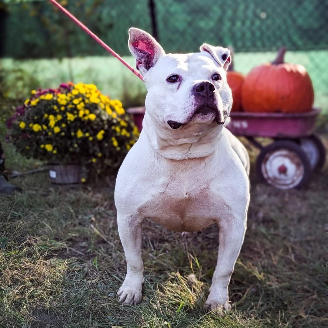 Enlarge Fozzy, a Adoptable American Staffordshire Terrier in Detroit, MI image 2/3
