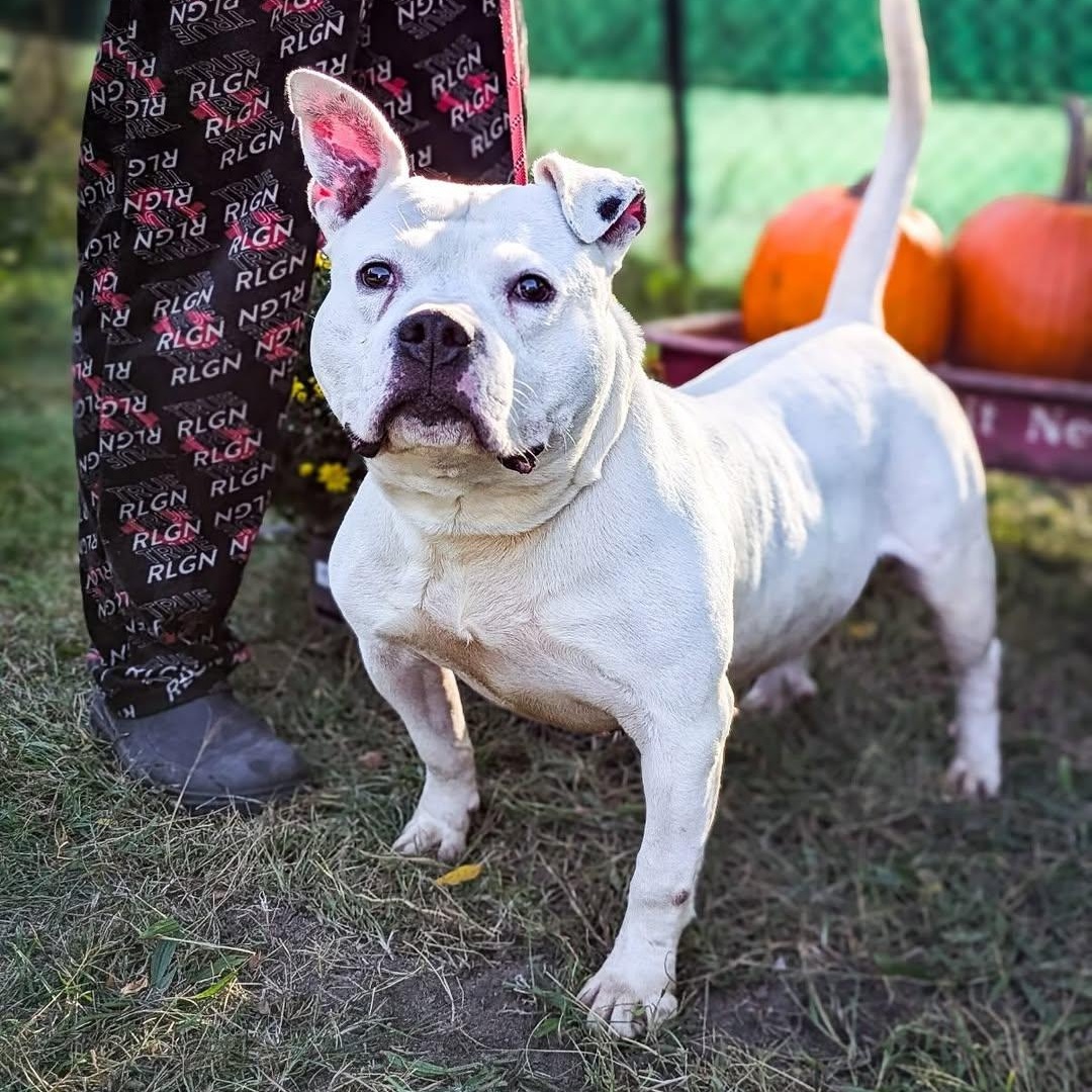 Fozzy, Adoptable, Adult Male American Staffordshire Terrier.