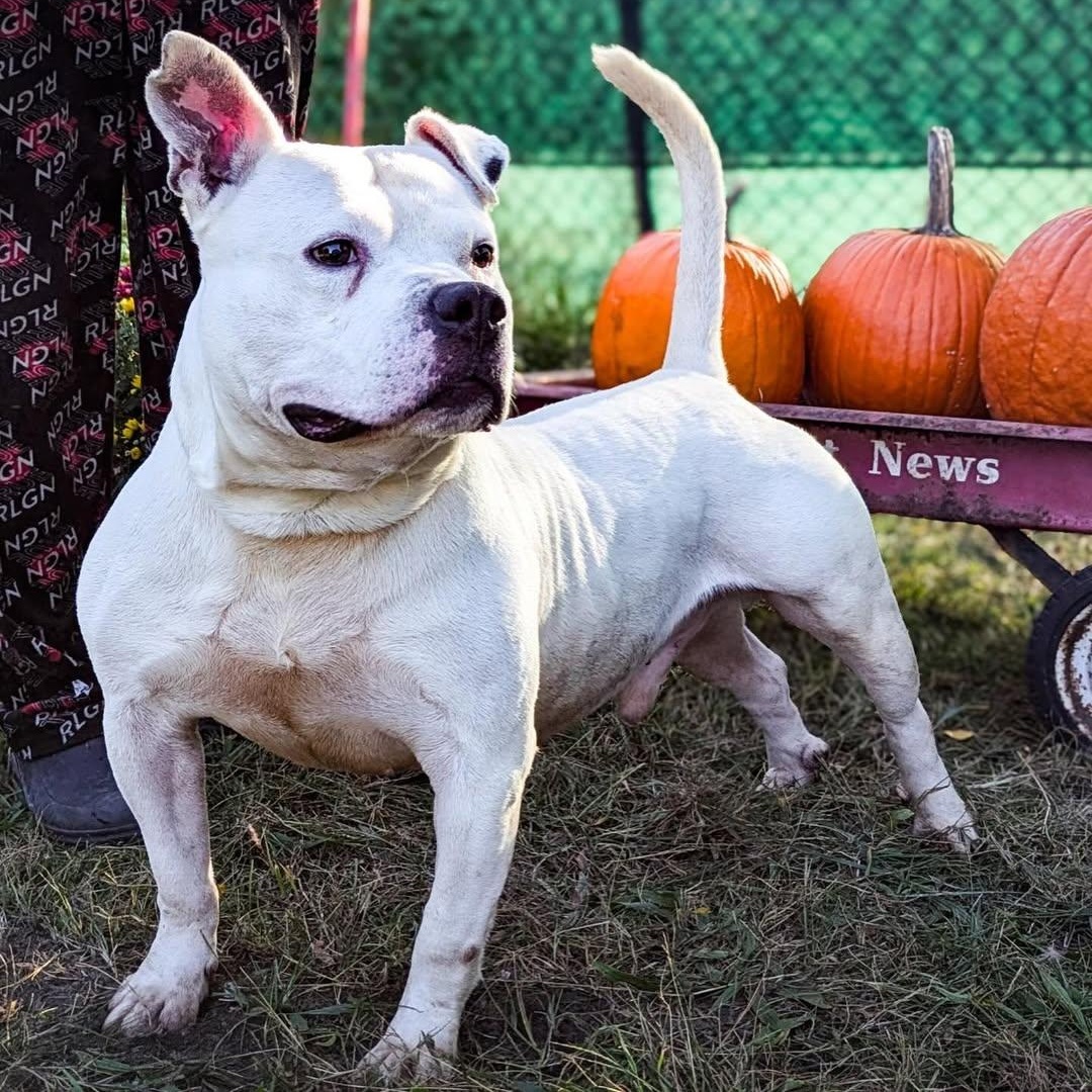Enlarge Fozzy, a Adoptable American Staffordshire Terrier in Detroit, MI image 3/3