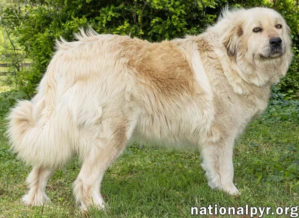 Sue in TN - Calm & Gentle, & Adores People!