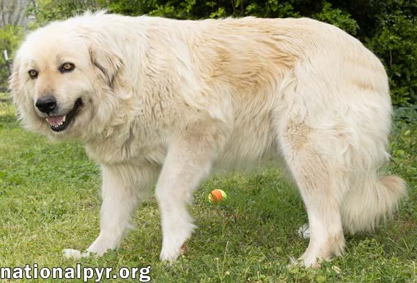 Sue in TN - Calm & Gentle, & Adores People!