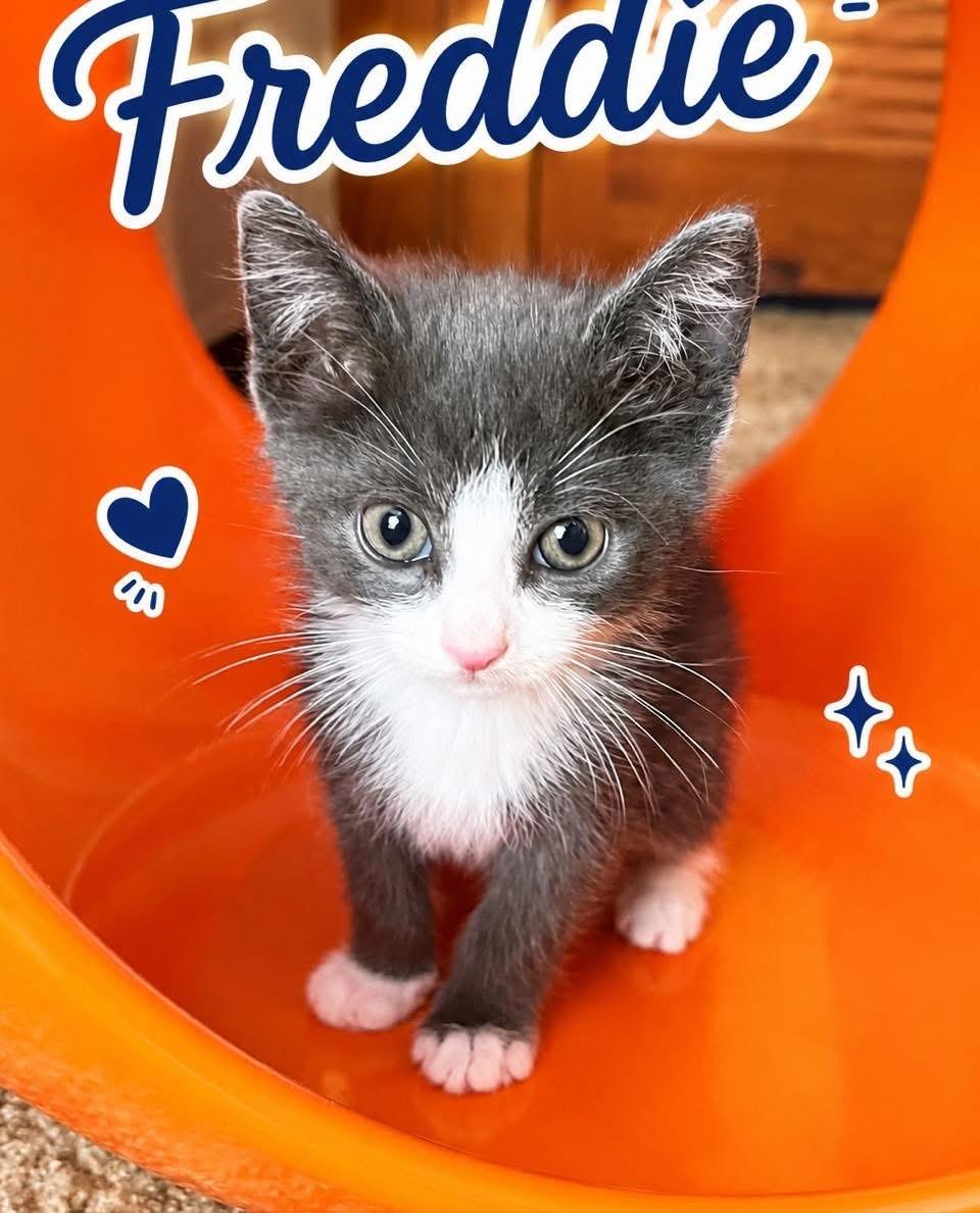 Freddie, ADOPTABLE, Kitten Male Tabby.