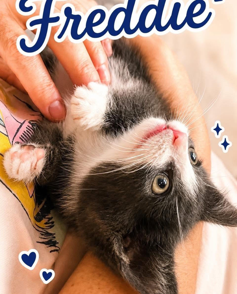 Freddie, a ADOPTABLE Tabby in Youngstown, OH image 2/2