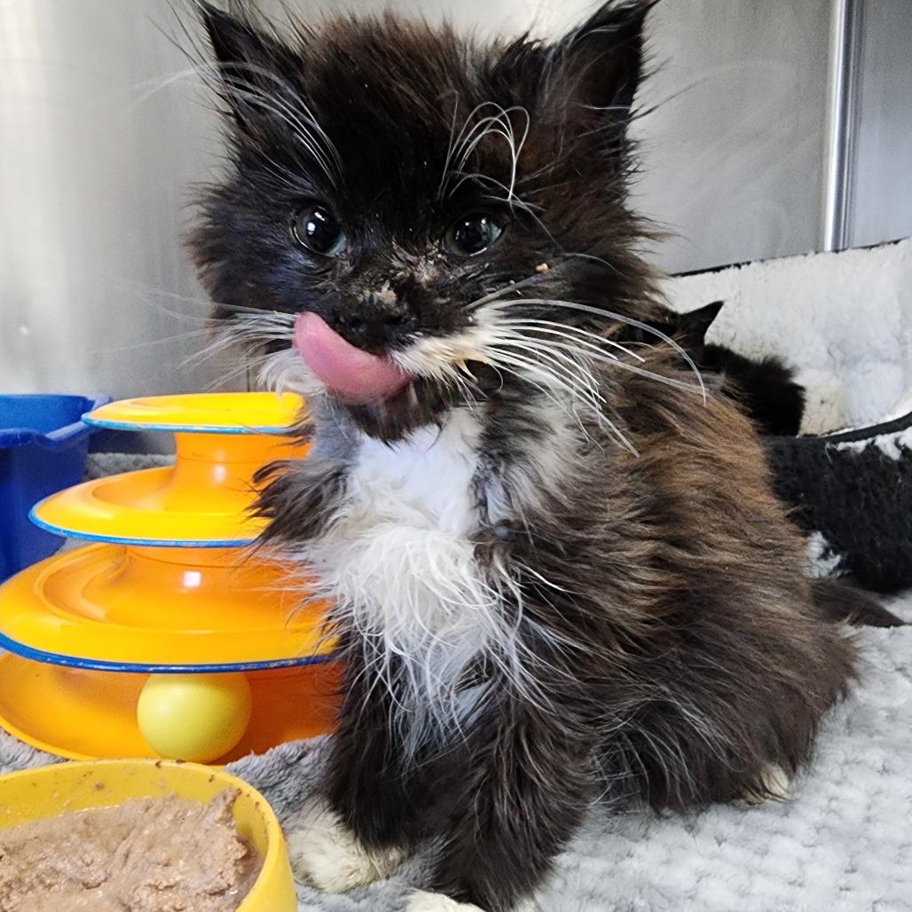 Enlarge Nestle Crunch, a Adoptable Domestic Long Hair in Dixon, IL image 1/2