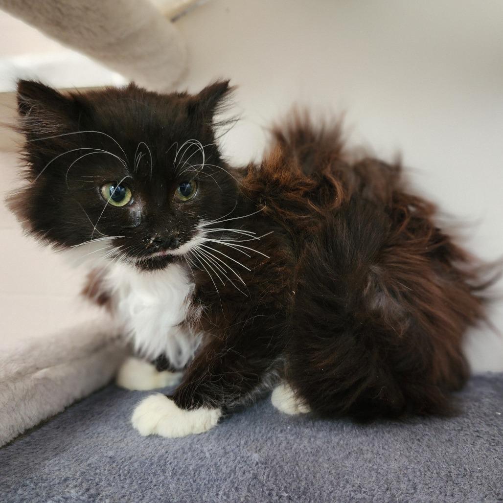 Enlarge Nestle Crunch, a Adoptable Domestic Long Hair in Dixon, IL image 2/2
