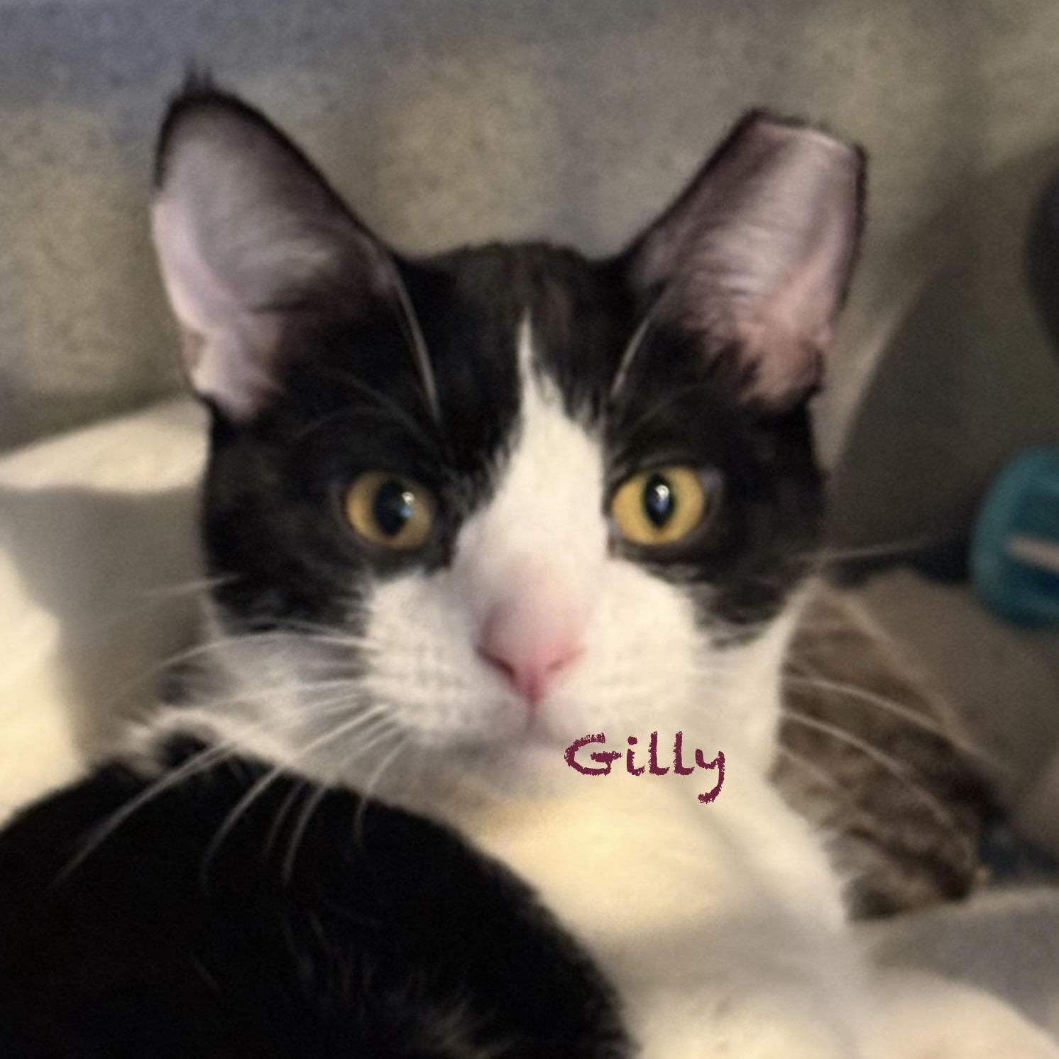 Enlarge Gilly, an adopted Domestic Short Hair in Palatine, IL image 2/2