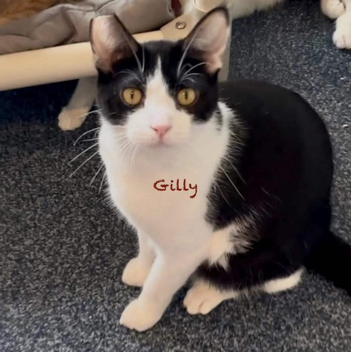Enlarge Gilly, an adopted Domestic Short Hair in Palatine, IL image 1/2