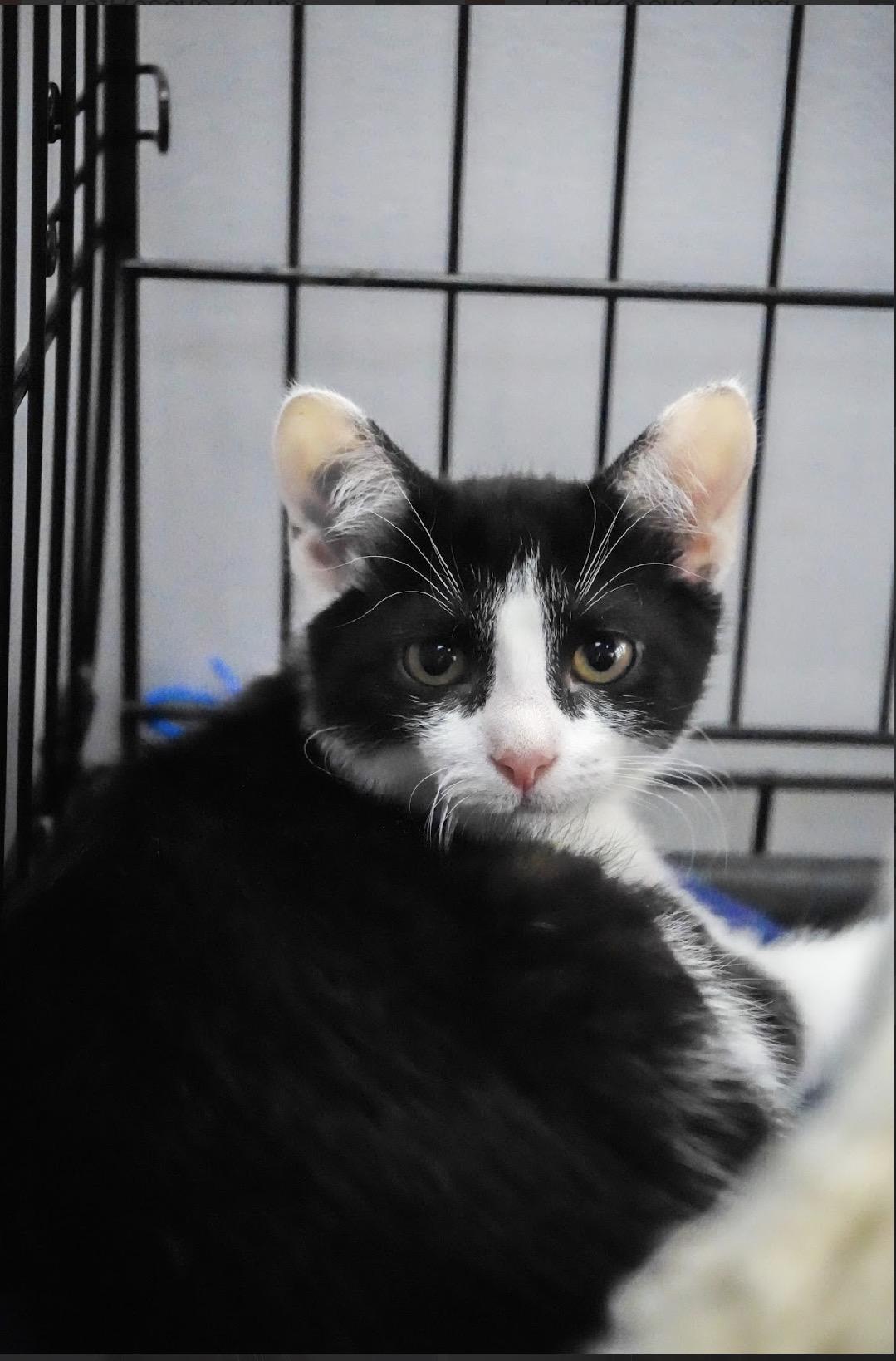 Vinnie / Velma, ADOPTABLE, Young Male Domestic Short Hair.