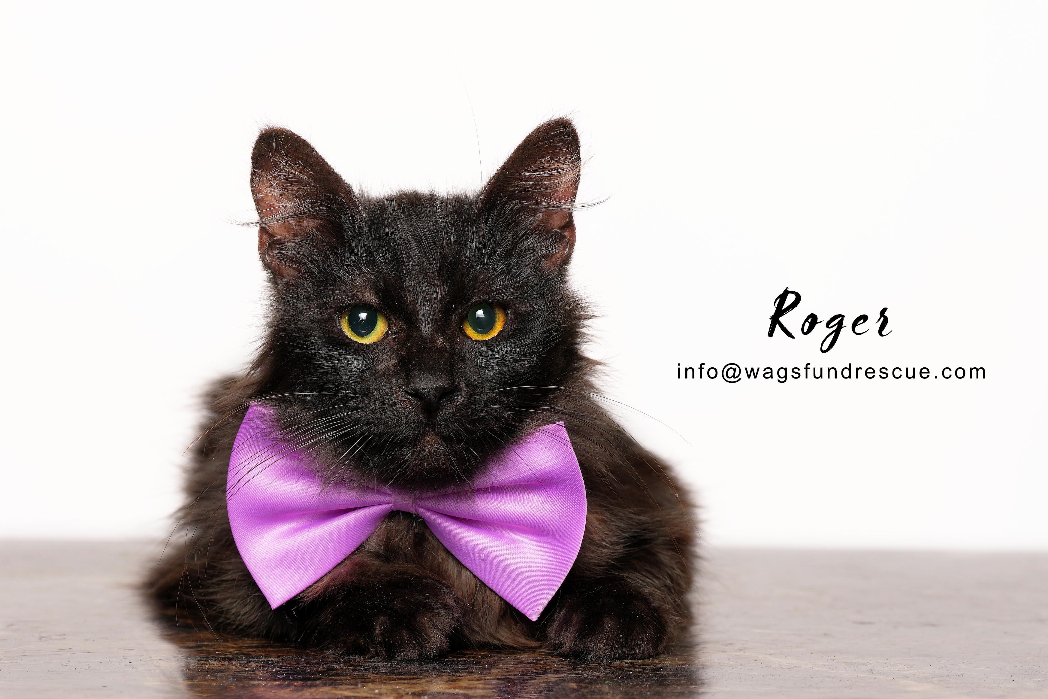 Roger, a ADOPTABLE Domestic Long Hair in Houston, TX image 1/4