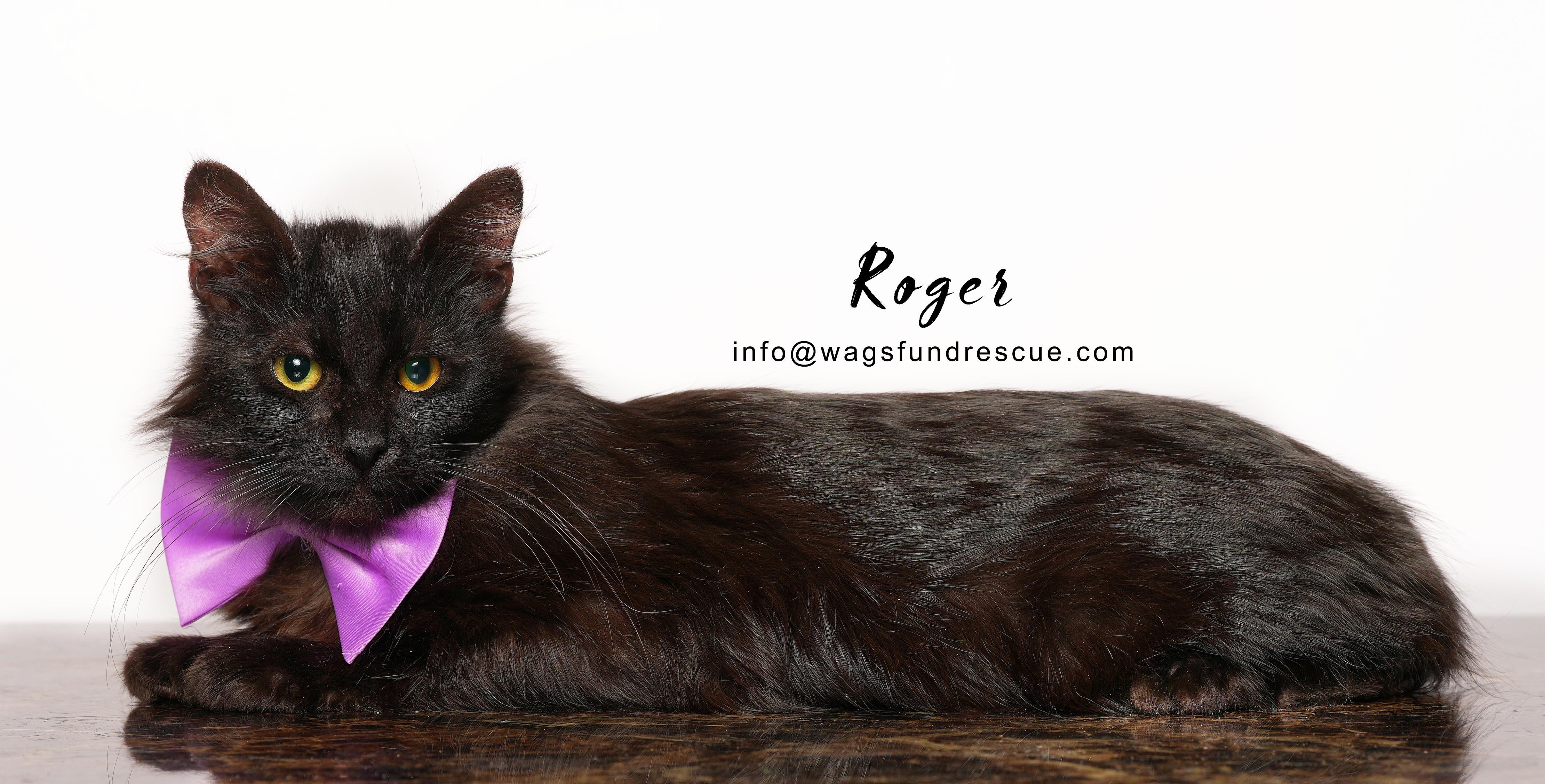 Roger, a ADOPTABLE Domestic Long Hair in Houston, TX image 4/4