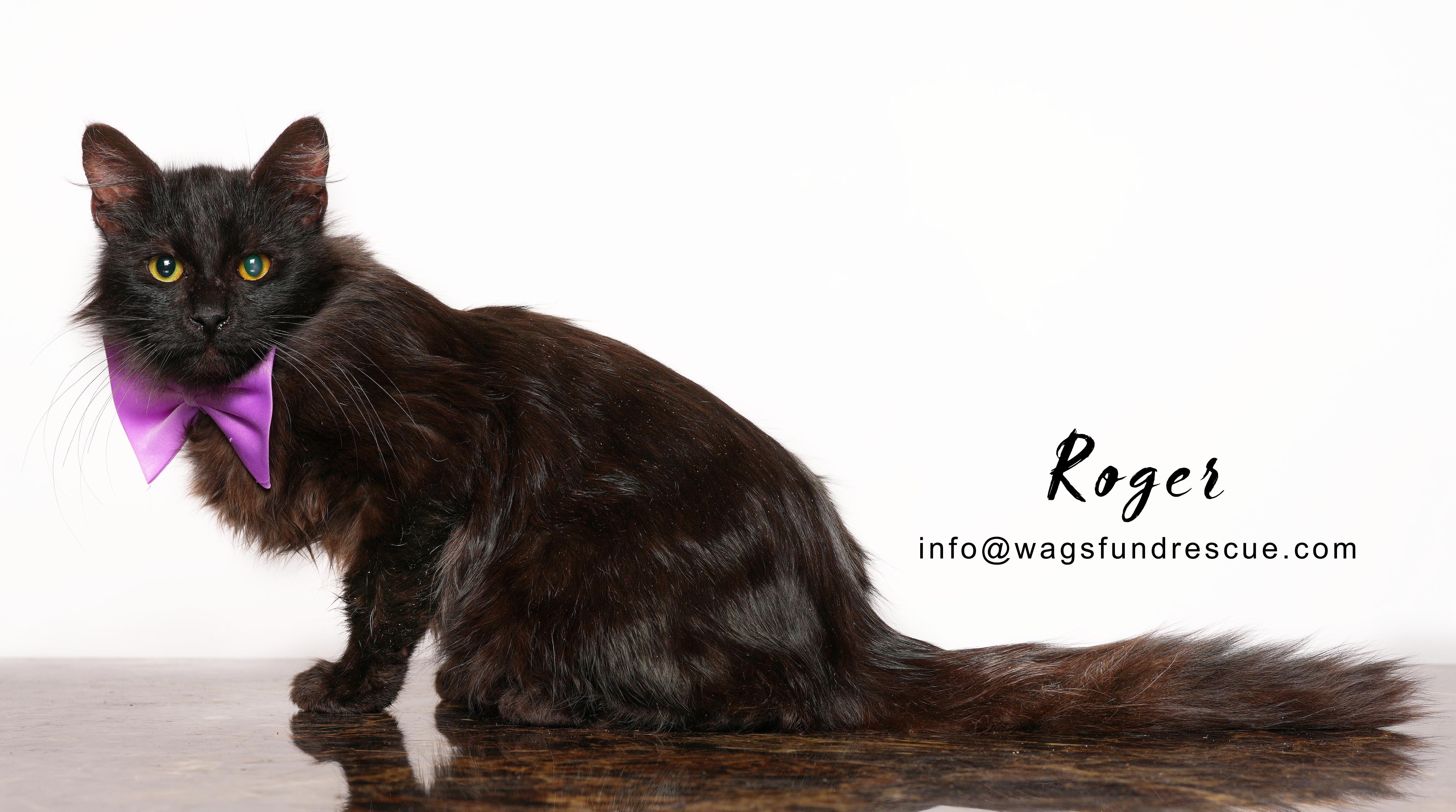 Roger, a ADOPTABLE Domestic Long Hair in Houston, TX image 2/4